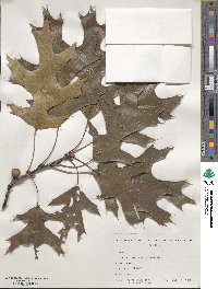 Quercus velutina image