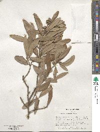 Quercus virginiana image