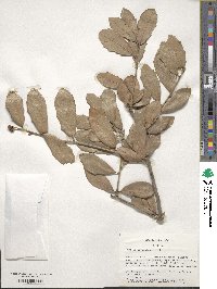 Quercus virginiana image