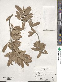 Quercus virginiana image