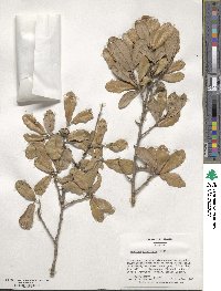 Quercus virginiana image