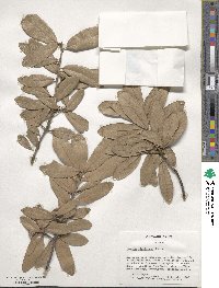 Quercus virginiana image