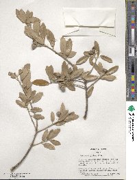 Quercus virginiana image