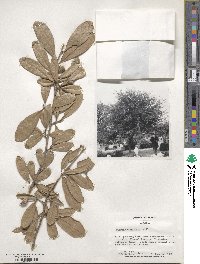 Quercus virginiana image