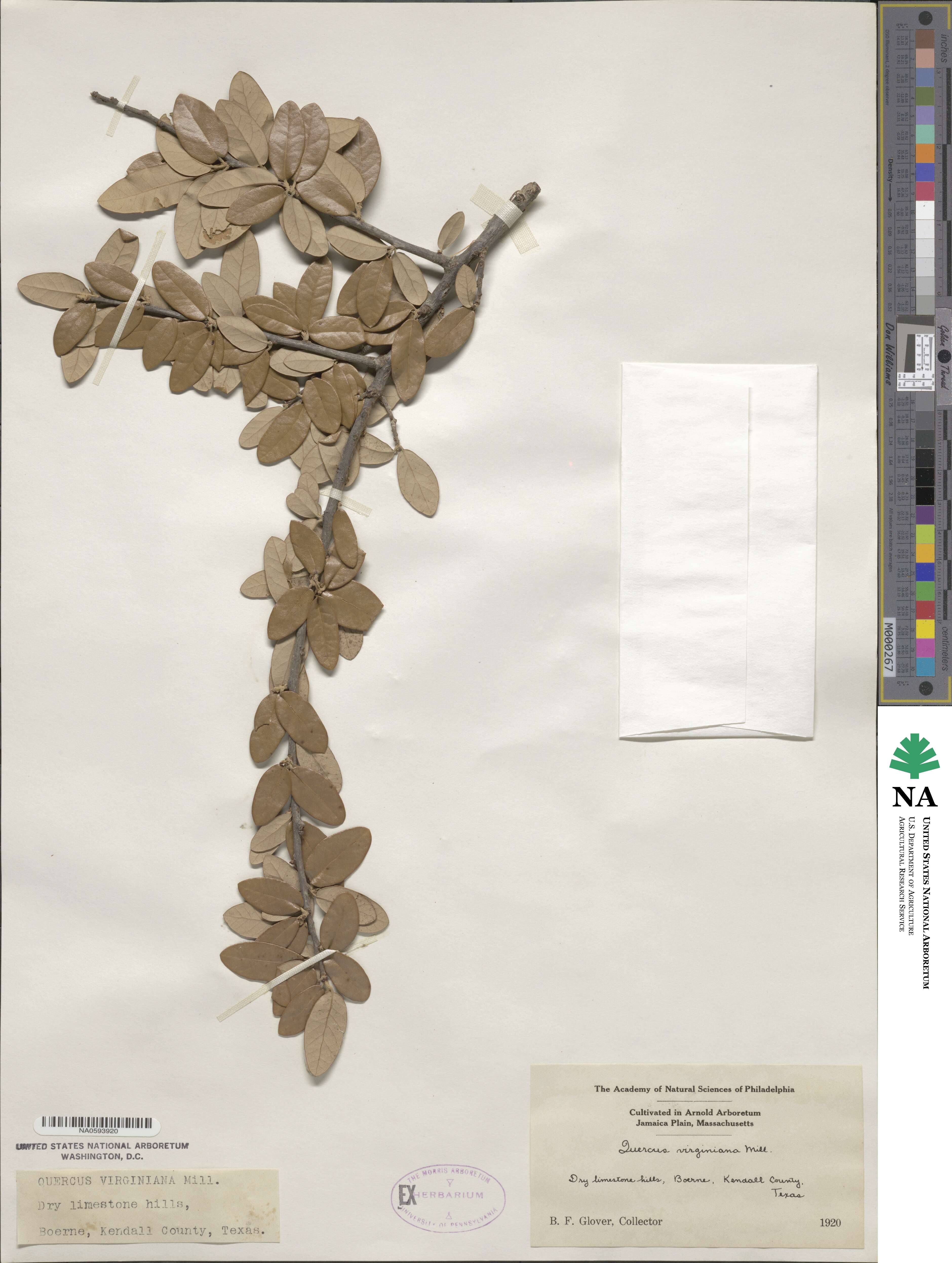 Quercus virginiana image