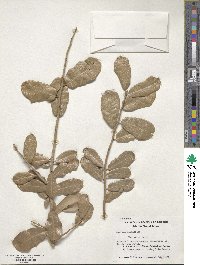 Quercus virginiana image