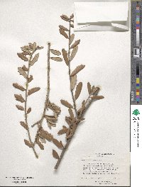 Quercus virginiana image