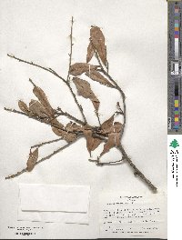 Quercus virginiana image