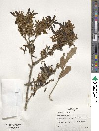 Quercus virginiana image