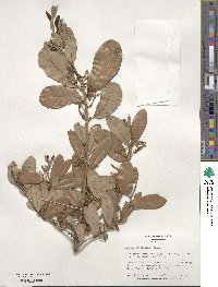 Quercus virginiana image