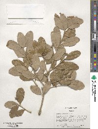 Quercus virginiana image