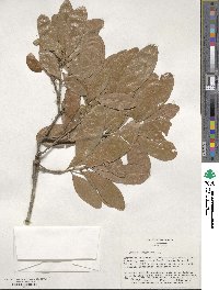 Quercus virginiana image