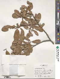 Quercus virginiana image