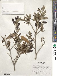 Quercus virginiana image