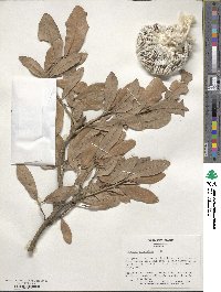 Quercus virginiana image