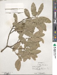 Quercus virginiana image