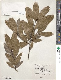 Quercus virginiana image