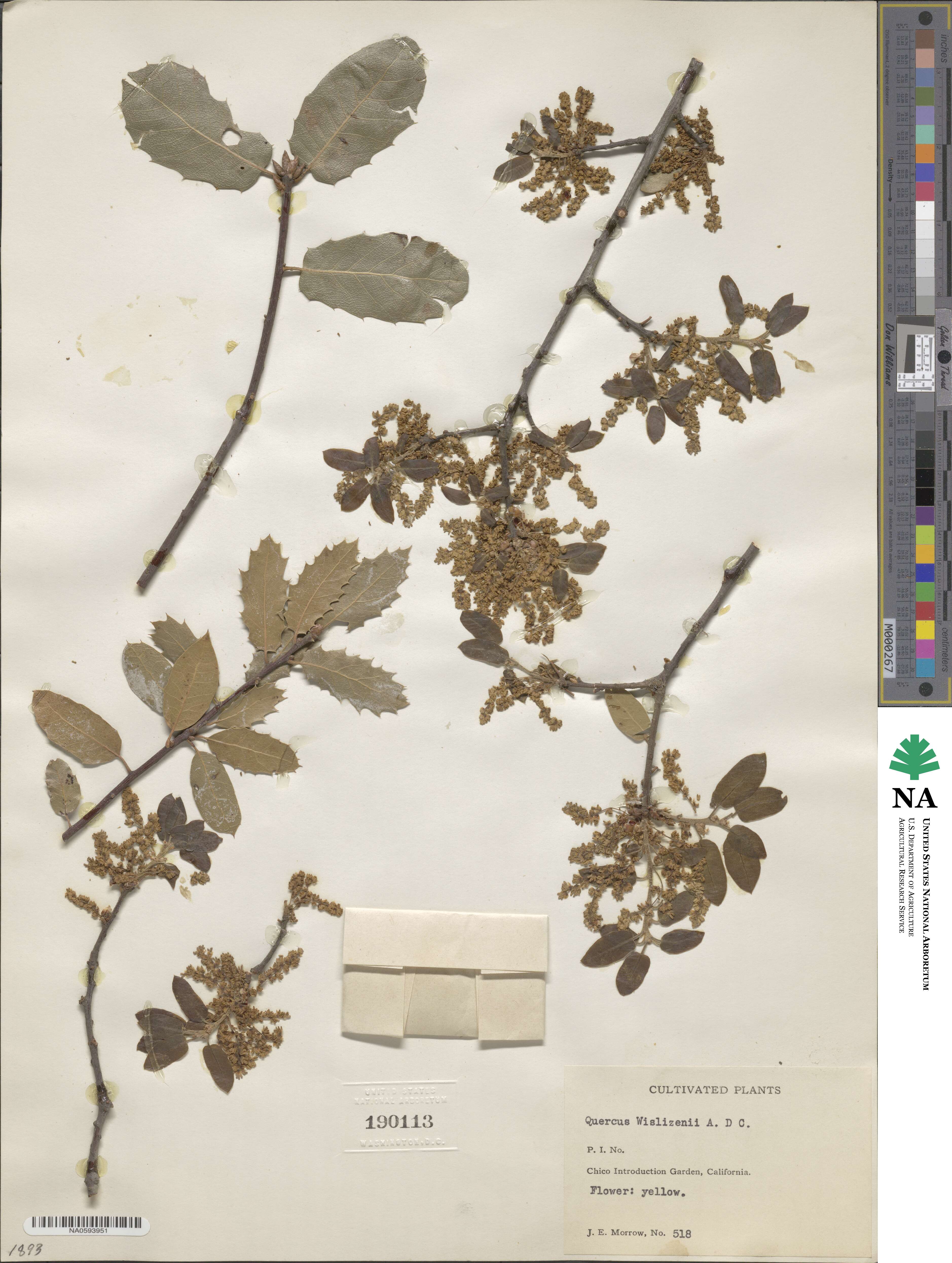 Quercus wislizeni image