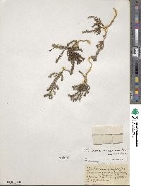 Cliococca selaginoides image