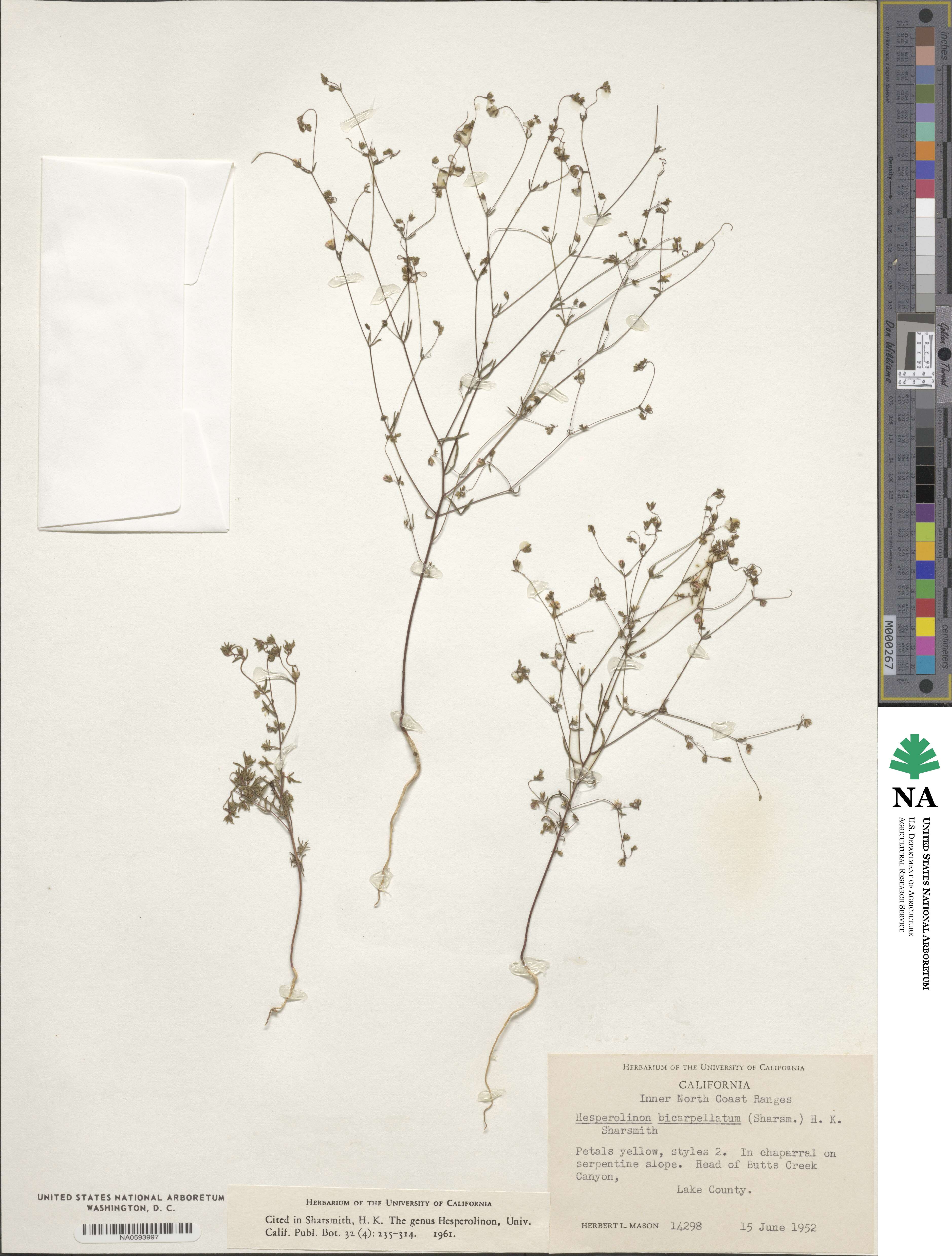Hesperolinon bicarpellatum image