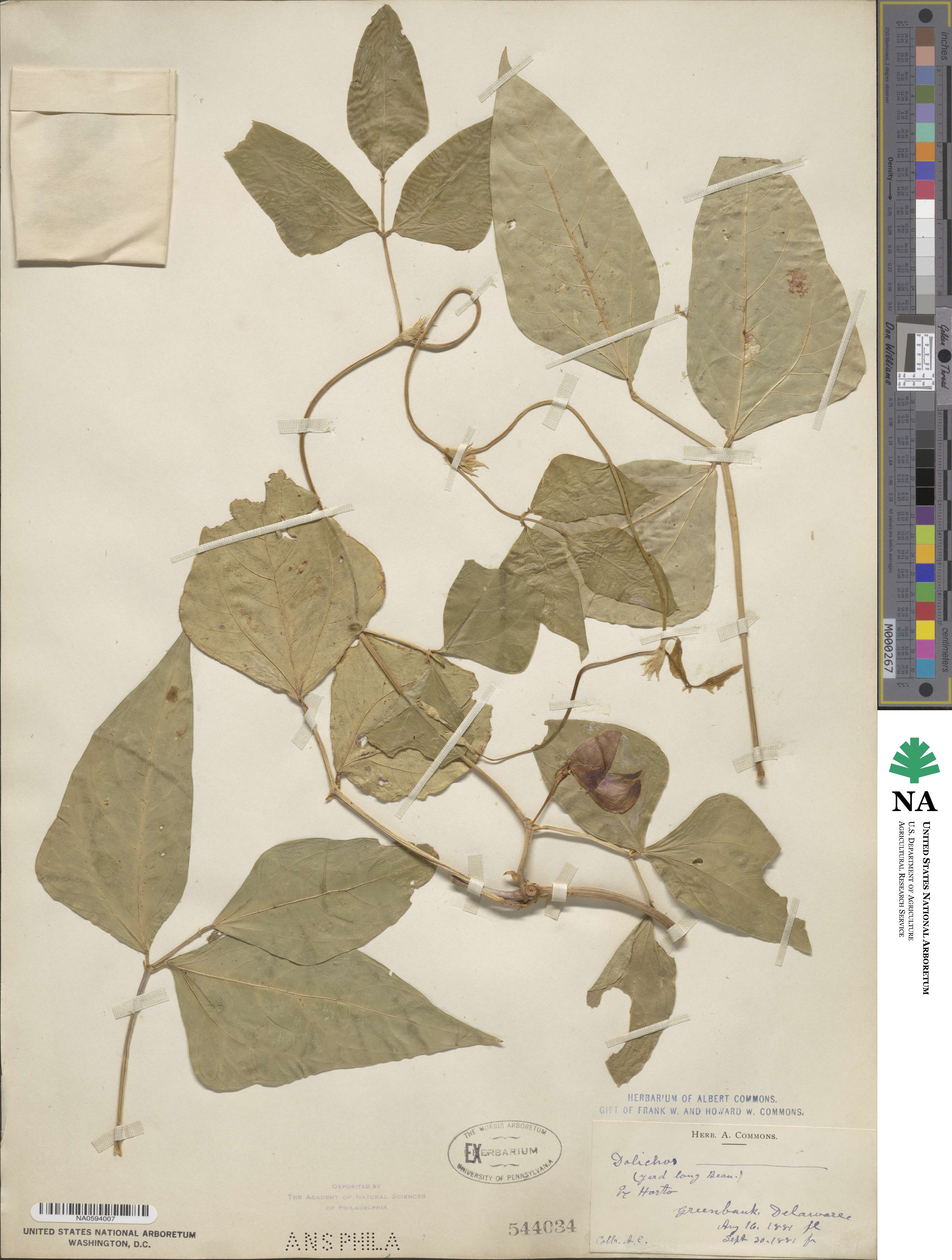 Dolichos lignosus image