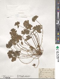 Geranium pyrenaicum image