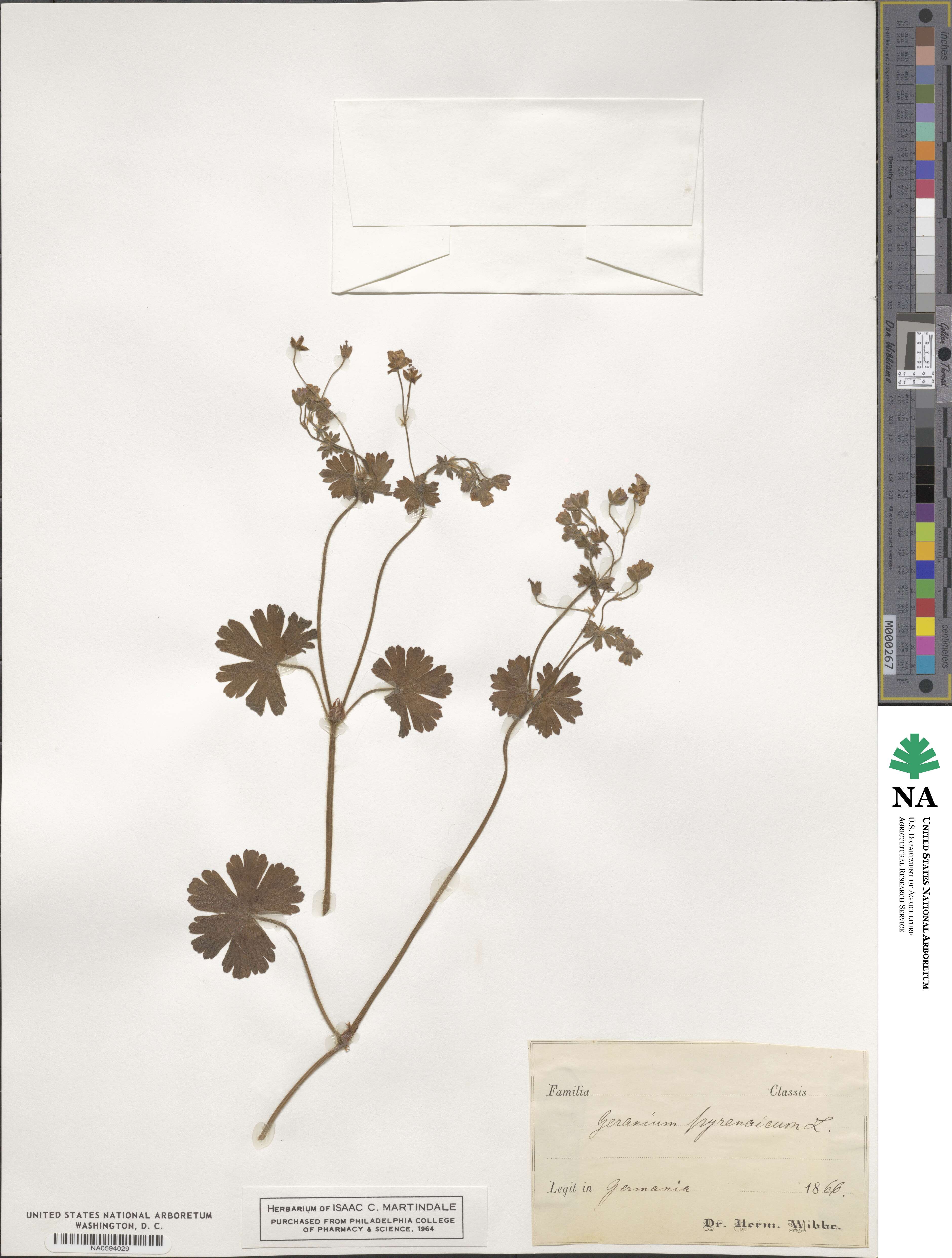 Geranium pyrenaicum image