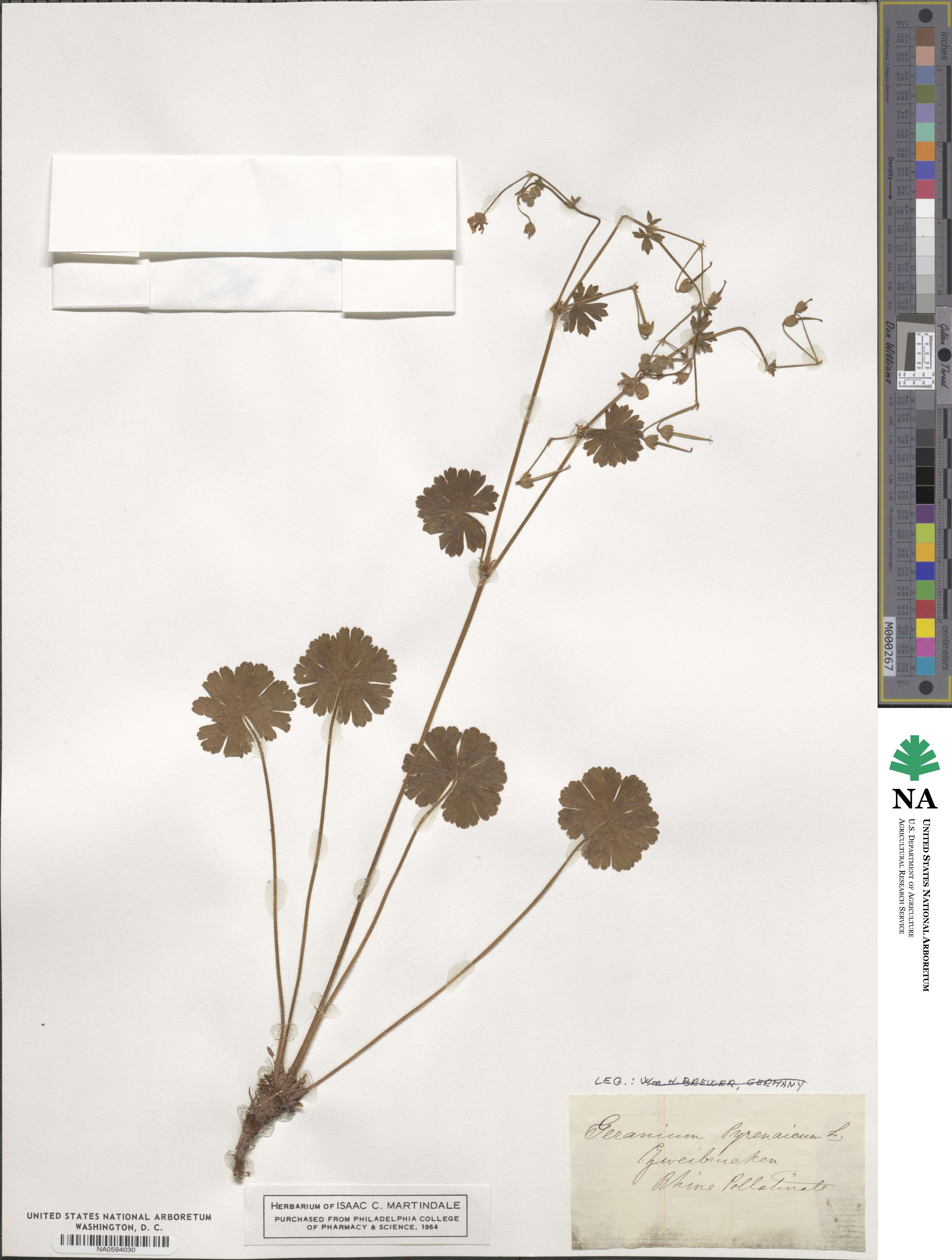Geranium pyrenaicum image