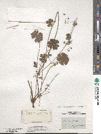 Geranium pyrenaicum image