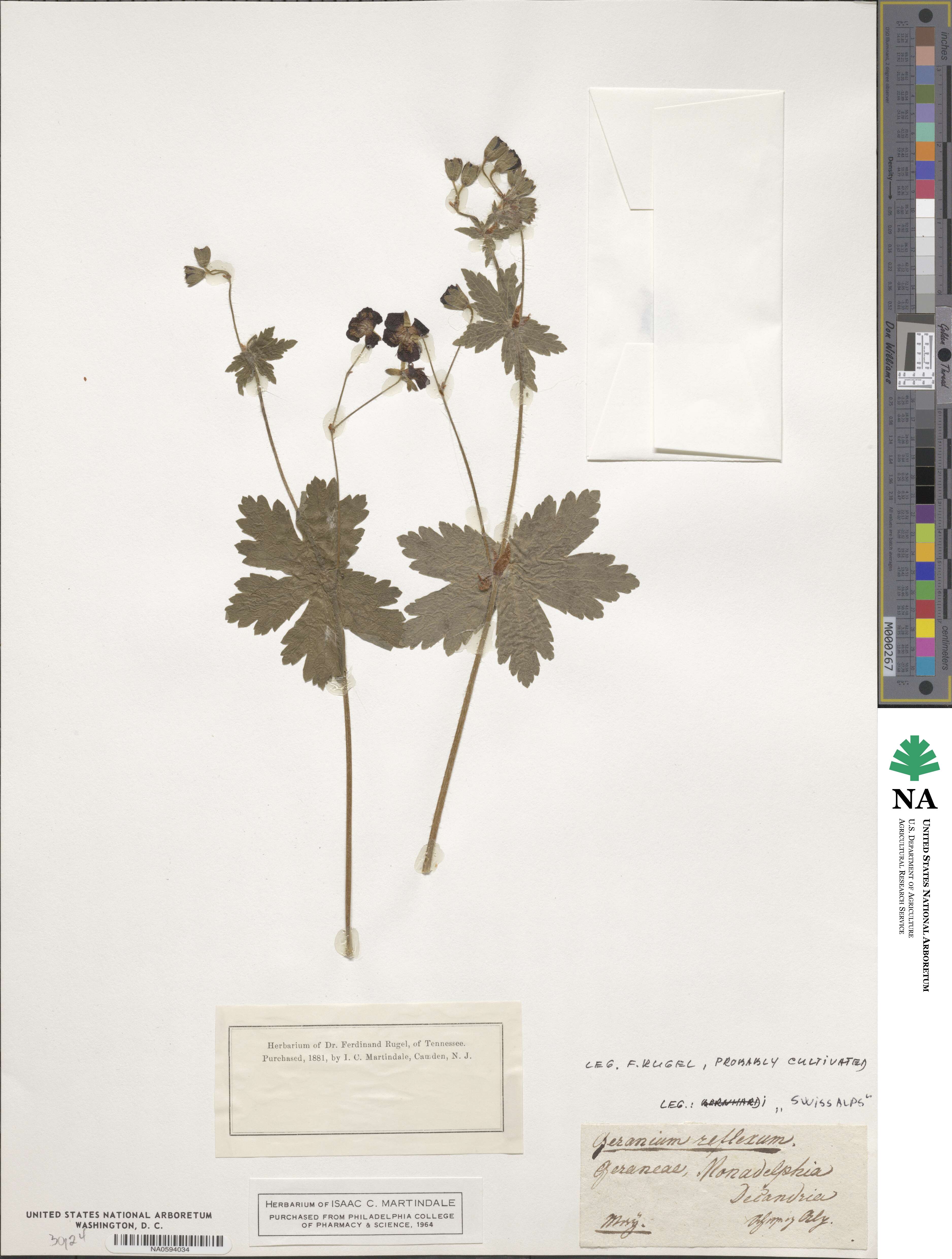 Geranium reflexum image