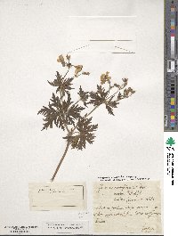 Geranium rivulare image