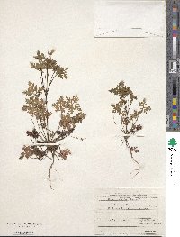 Geranium robertianum image