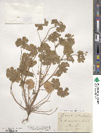 Geranium rotundifolium image