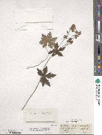 Geranium sanguineum image