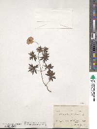 Geranium sanguineum image