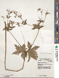 Geranium sylvaticum image