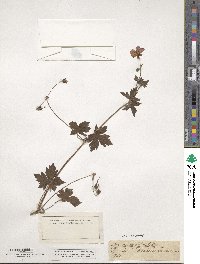 Geranium sylvaticum image