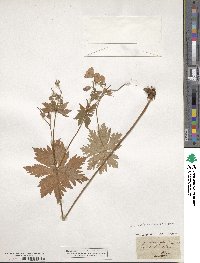 Geranium sylvaticum image