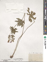 Geranium sylvaticum image