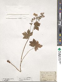 Geranium sylvaticum image