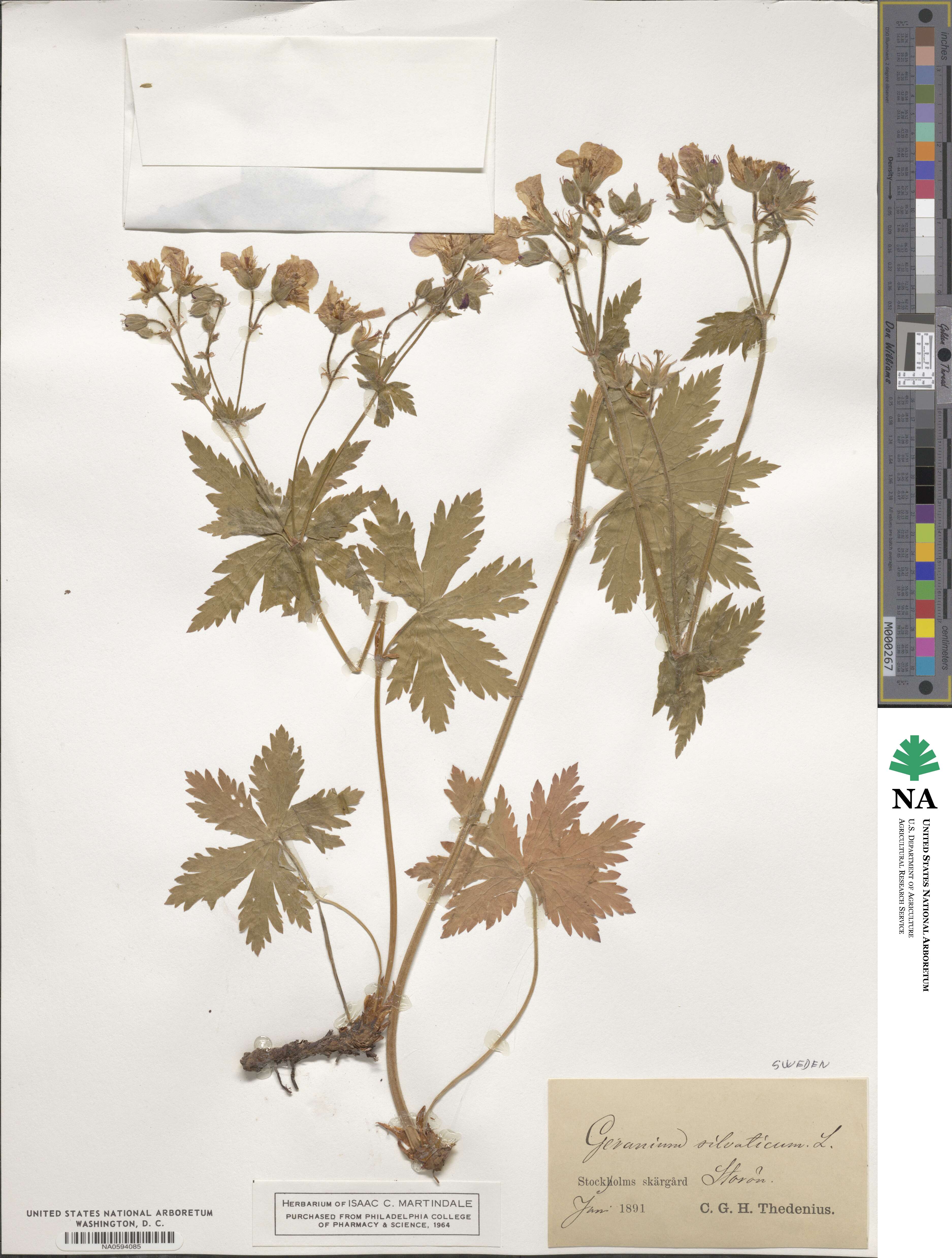 Geranium sylvaticum image