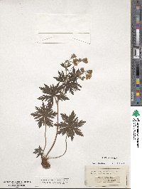 Geranium sylvaticum image