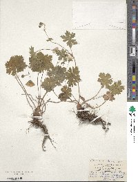 Geranium asphodeloides image