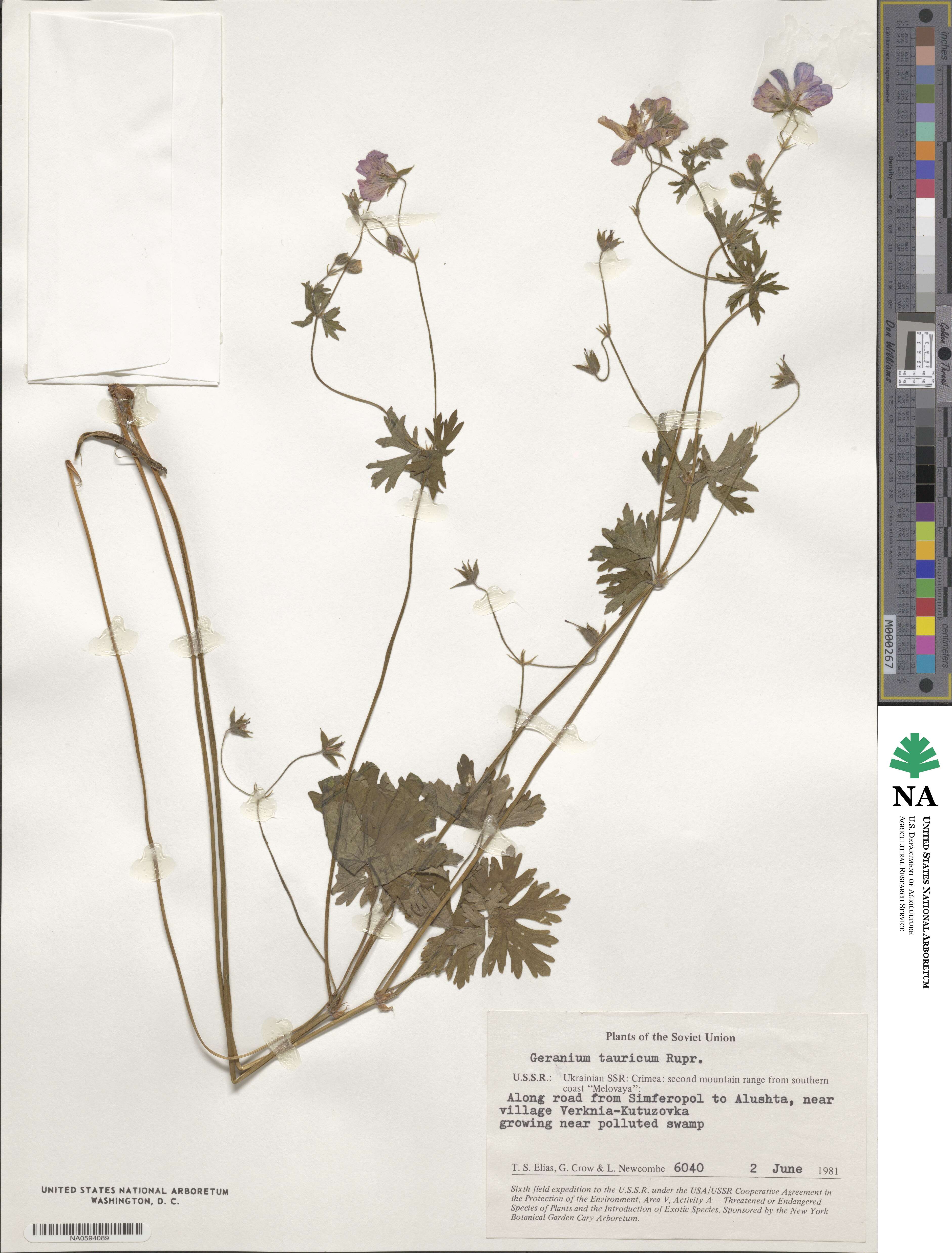 Geranium asphodeloides image