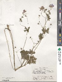 Geranium asphodeloides image