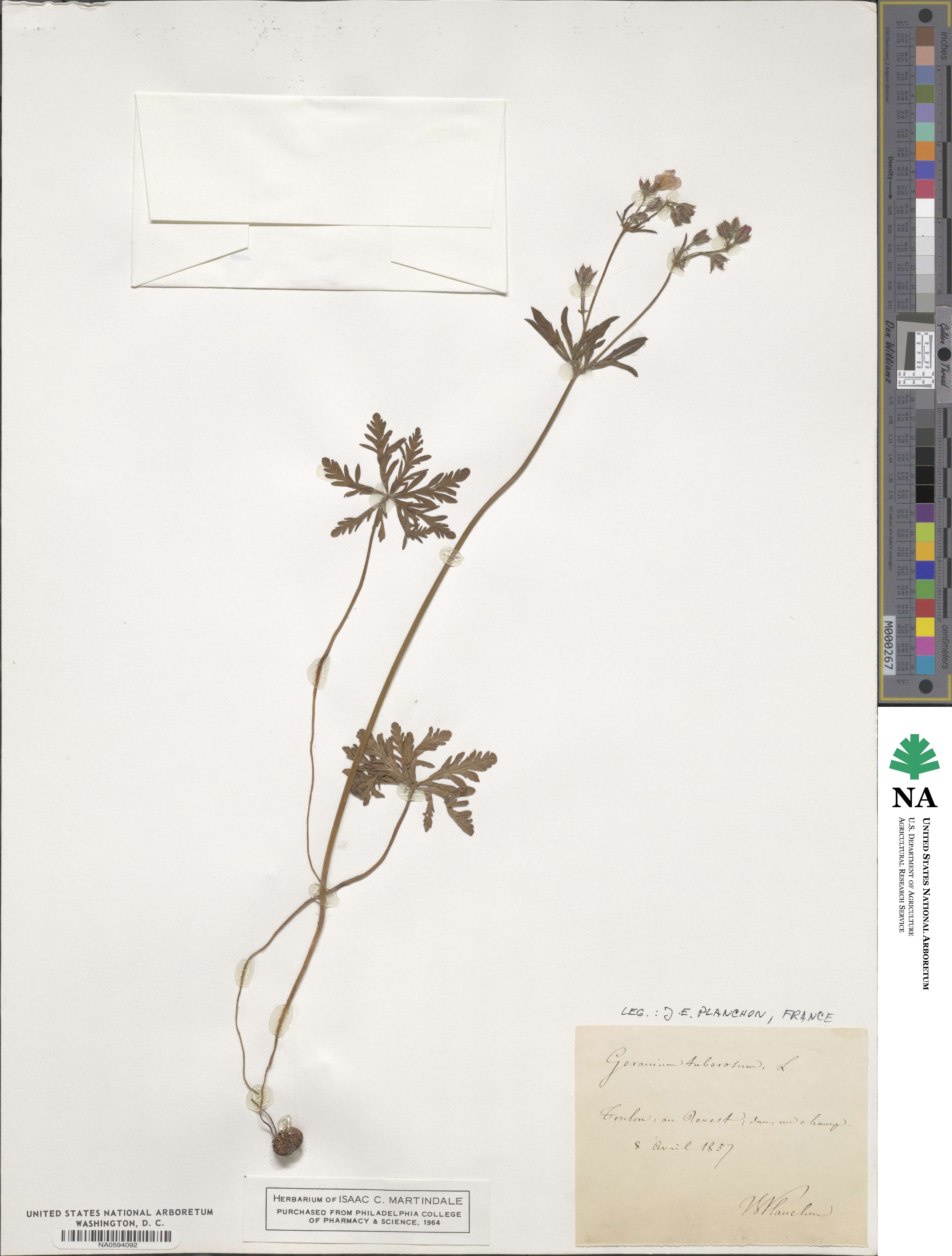 Geranium tuberosum image