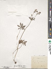 Geranium tuberosum image