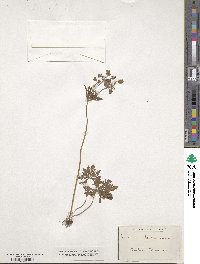 Geranium tuberosum image