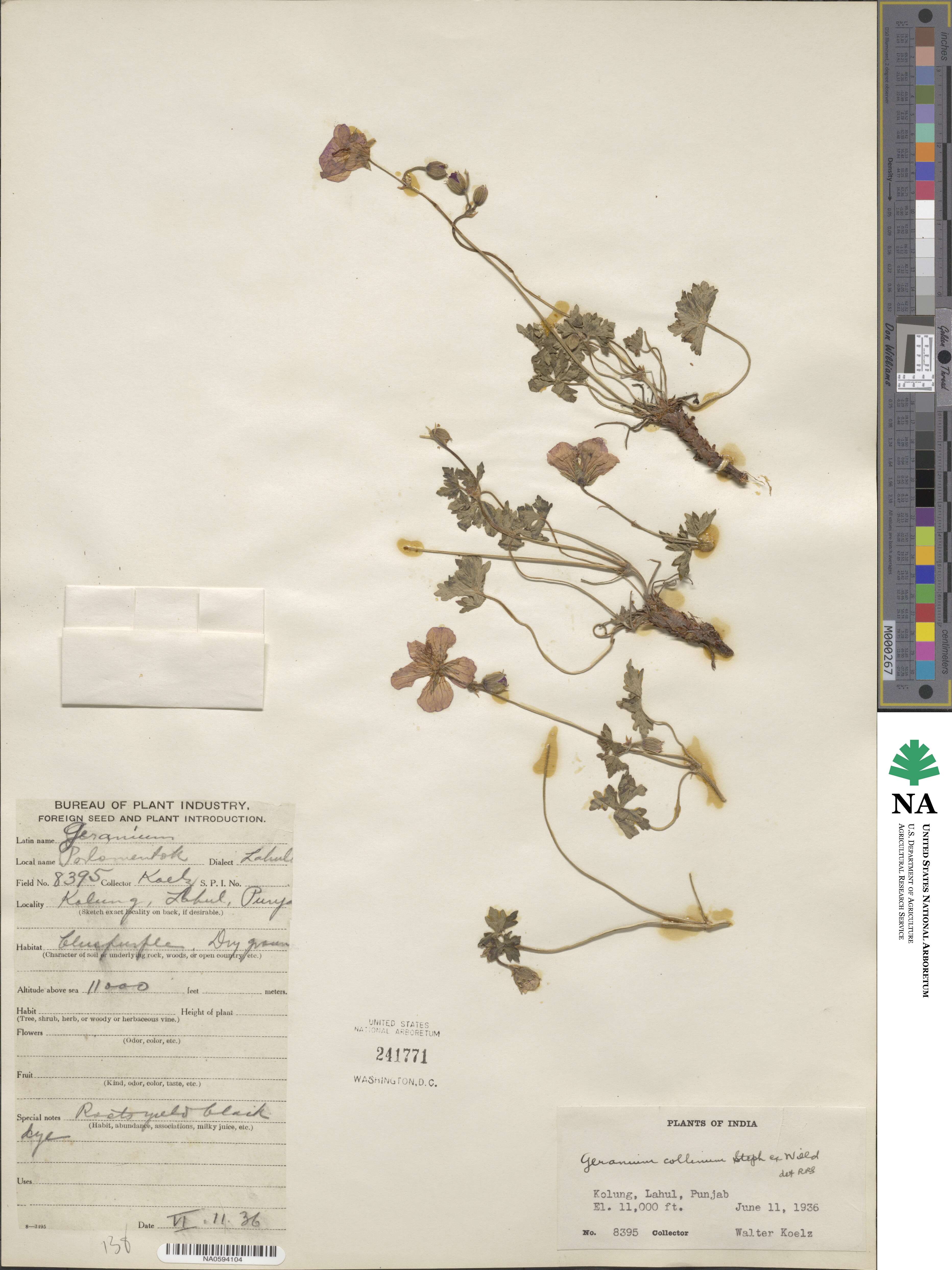 Geranium collinum image