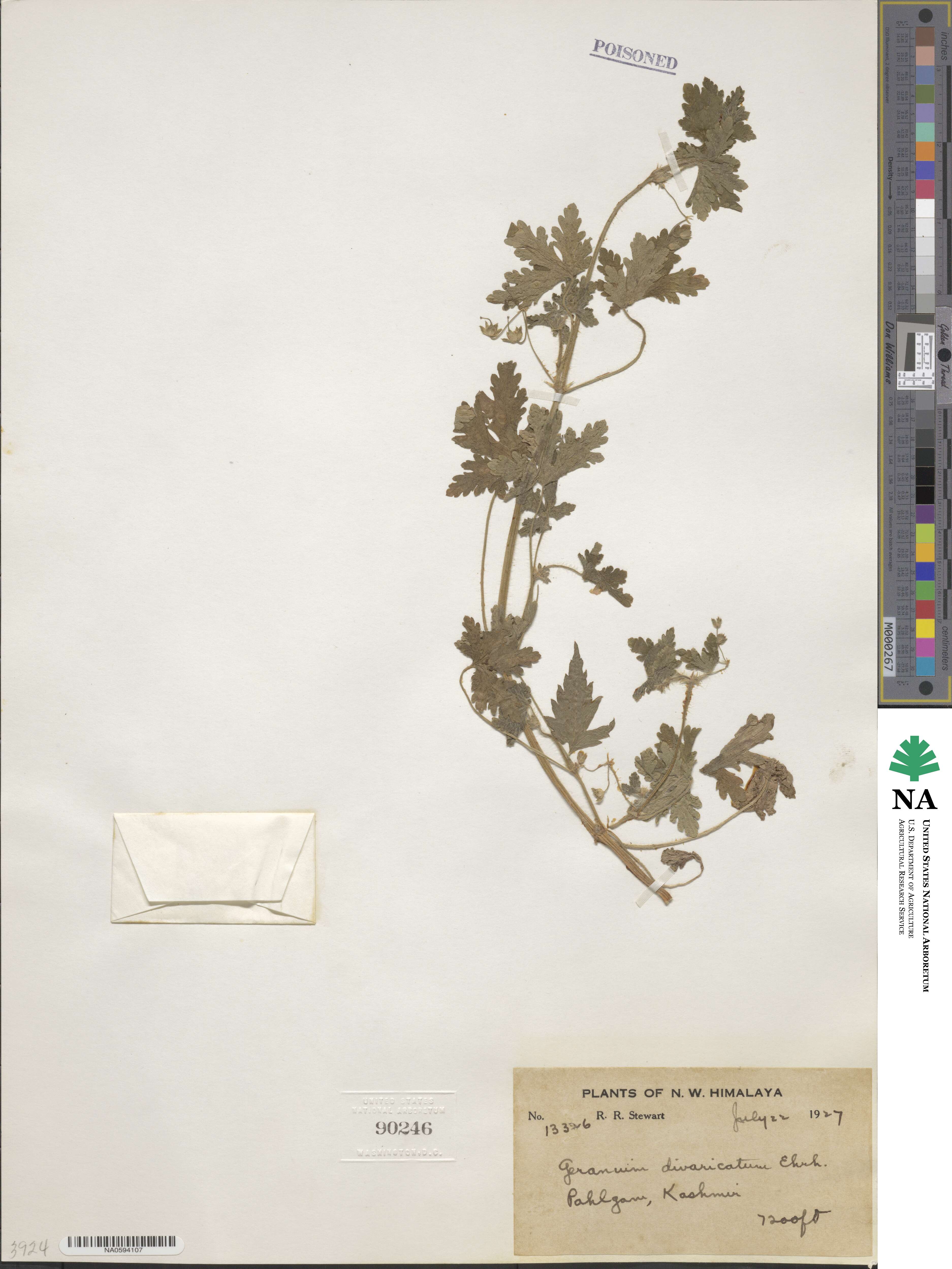 Geranium divaricatum image